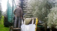 O projeto Máquina de Colheita em Contínuo de Azeitona (MCCA) promovido pela Universidade de Évora foi um dos três nomeados na fase final do Concurso Nacional de Inovação BES no setor Recursos […]