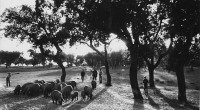 O sobreiro (Quercus suber), é uma espécie florestal que se distribui pela zona mediterrânica onde se faz sentir maior influência Atlântica, estas características ocorrem sobretudo em Portugal, pelo que é este pais que tem melhores […]