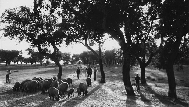 O sobreiro (Quercus suber), é uma espécie florestal que se distribui pela zona mediterrânica onde se faz sentir maior influência Atlântica, estas características ocorrem sobretudo em Portugal, pelo que é este pais que tem melhores […]